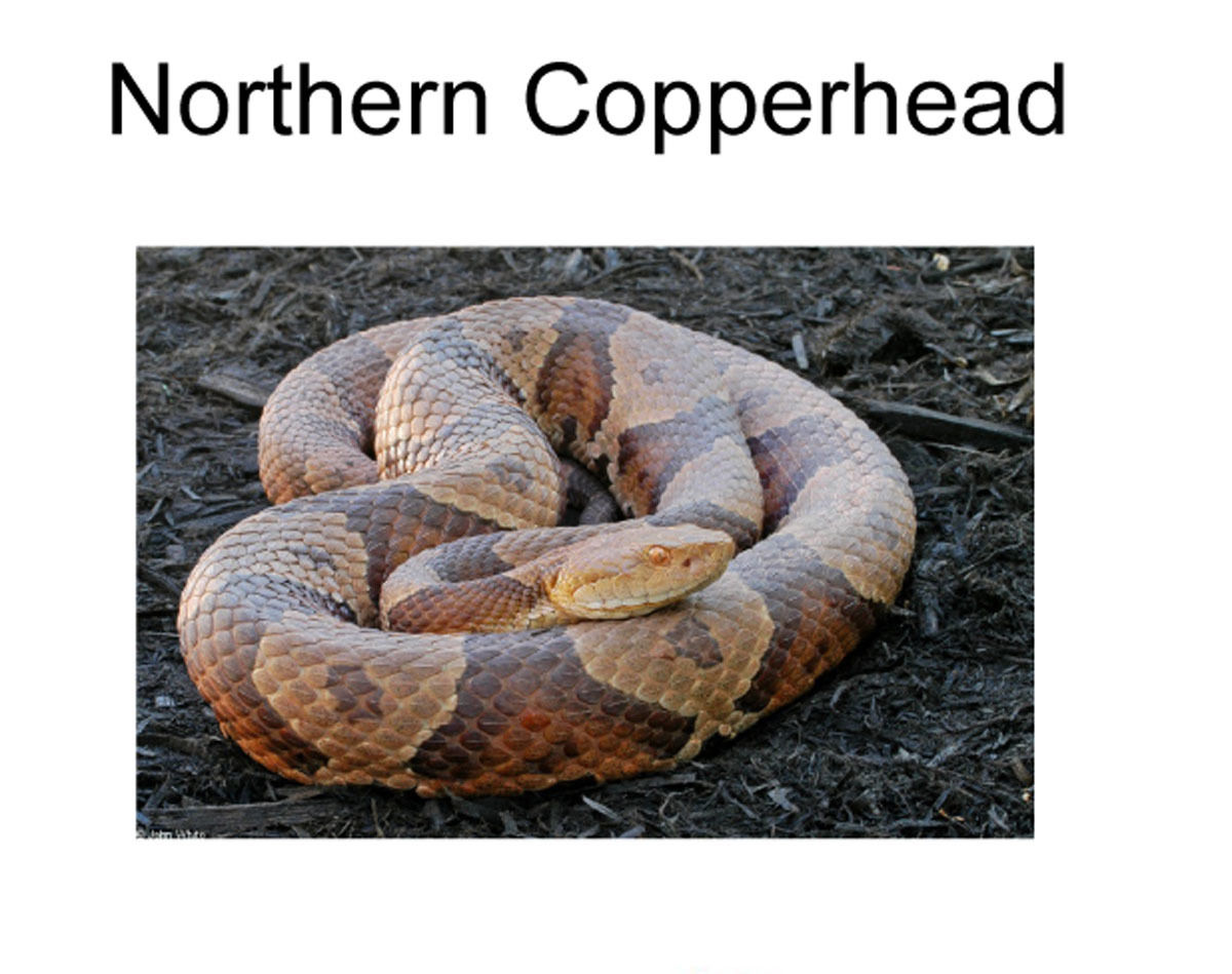 Copperhead